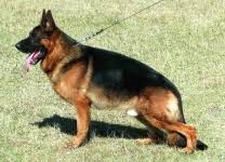 public/dog_images/888/1763730347.Irano vom Fichtenschlag.jpg